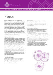 Råd och fakta om sexuellt överförda infektioner – faktablad herpes