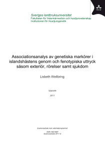 Associationsanalys av genetiska markörer i islandshästens