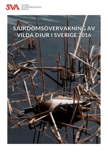 Sjukdomsövervakning av vilda djur i Sverige 2016