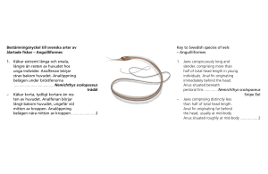 Bestämningsnyckel till svenska arter av ålartade