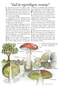 Vad är egentligen svamp?