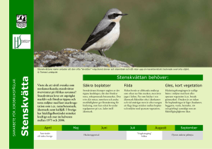 Stenskvätta - Sveriges Ornitologiska Förening