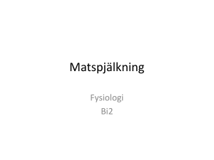 Matspjälkning - AGY Henrik Wilmar