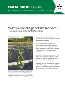 Multifunktionella genetiska markörer FAKTA SKOG 13 2006