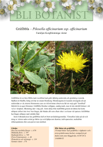 Gråfibbla – Pilosella officinarium ssp. officinarium
