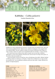 Kabbleka – Caltha palustris