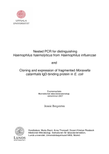 Nested PCR for distinguishing Haemophilus