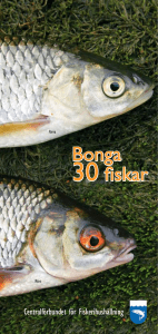 Bonga 30 fiskar