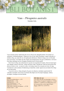 Vass – Phragmites australis