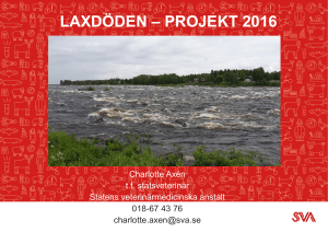 Laxdöden – Projekt2016
