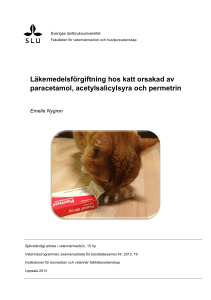 Läkemedelsförgiftning hos katt orsakad av paracetamol
