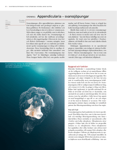 ORDNING Appendicularia – svanssjöpungar