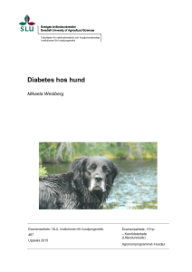 Diabetes hos hund