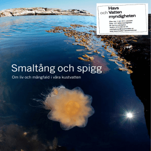 Smaltång och spigg ISBN 91-620-8224-8