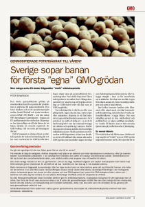 Sverige sopar banan för första ”egna” GMO-grödan
