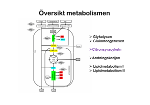 Metasbolismen II 20 nov
