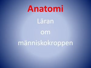 Anatomi - Laget.se
