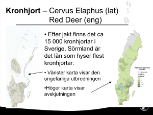 Kronhjort – Cervus Elaphus (lat) Red Deer (eng)