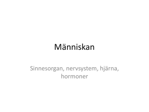 Människan - WordPress.com