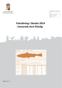 Fiskräkning i Säveån 2014