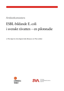ESBL-bildande E.coli i svenskt råvatten - en