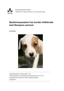 Sjukdomssymptom hos hundar infekterade med Neospora