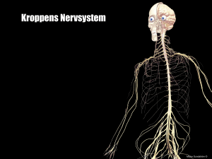 Nervsystemet PP