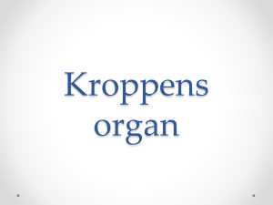 Kroppens organ - WordPress.com