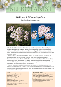 Röllika – Achillea millefolium