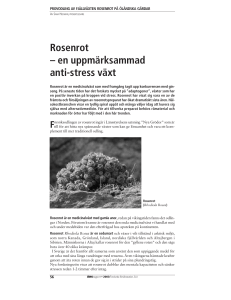 Rosenrot – en uppmärksammad anti