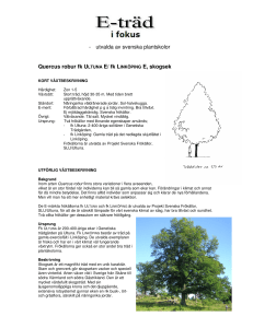 utvalda av svenska plantskolor Quercus robur fk ULTUNA - E