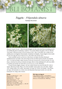 Älggräs – Filipendula ulmaria