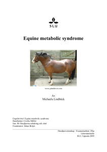 Equine metabolic syndrome