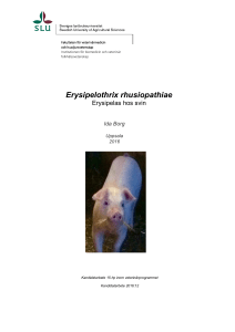 Erysipelothrix rhusiopathiae