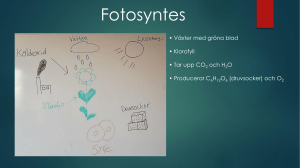 Fotosyntes - mattearkul