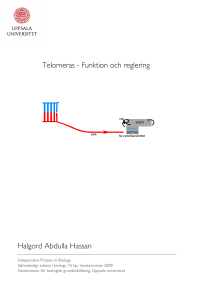 Telomeras - Funktion och reglering Halgord Abdulla Hassan