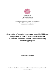 Generation of mutated expression plasmid KRT1 and