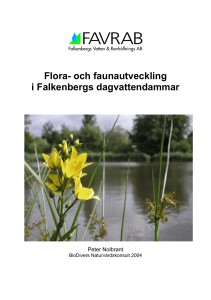 Flora- och faunautveckling i Falkenbergs dagvattendammar