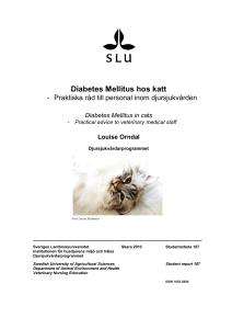 Diabetes Mellitus hos katt