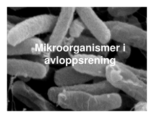 Mikroorganismer i avloppsrening