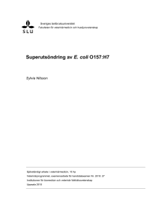 Superutsöndring av E. coli O157:H7