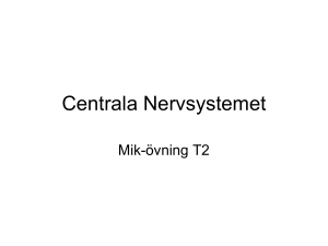 Centrala Nervsystemet
