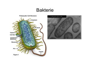 Virus och bakterier