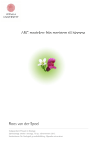 ABC-modellen: från meristem till blomma Roos van der Spoel