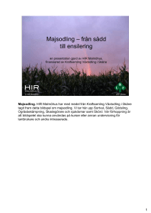 Majsodling – från sådd till ensilering