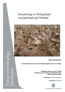 Inventering av Polygonum oxyspermum på Gotland