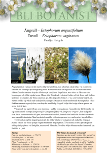 Ängsull – Eriophorum angustifolium Tuvull – Eriophorum vaginatum