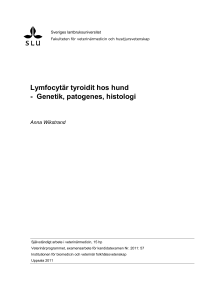 Lymfocytär tyroidit hos hund - Genetik, patogenes, histologi