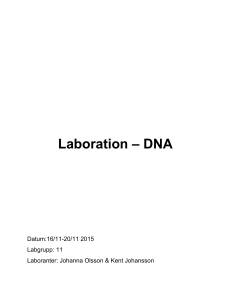 Laboration – DNA