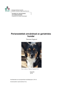 Perianestetisk omvårdnad av geriatriska hundar